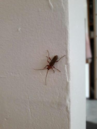 Phymatodes testaceus